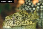 peckoltia sabaji peckoltia sabaji