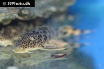 peckoltia sabaji peckoltia sabaji