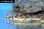 peckoltia sabaji peckoltia sabaji