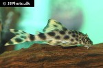 peckoltia sabaji peckoltia sabaji