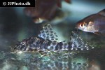 peckoltia species amapa peckoltia species amapa