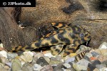 peckoltia species l009 peckoltia species l009