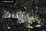 peckoltia species l038 peckoltia species l038