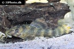 peckoltia species l038 peckoltia species l038