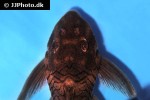 peckoltia species l076 peckoltia species l076