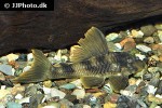 peckoltia species l076 peckoltia species l076