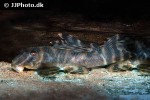 peckoltia species l080 peckoltia species l080