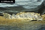 peckoltia species l140 peckoltia species l140