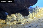 peckoltia species l140 peckoltia species l140