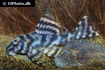 peckoltia species l140 peckoltia species l140