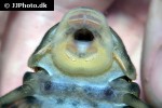 peckoltia species l140 peckoltia species l140