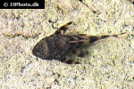 peckoltia species l205 peckoltia species l205