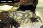 peckoltia species l211 peckoltia species l211