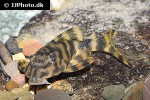 peckoltia species l288 peckoltia species l288