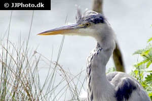 Pelicans, Herons & Ibis