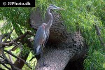 ardea cinerea grey heron ardea cinerea grey heron
