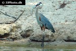 ardea cinerea grey heron ardea cinerea grey heron
