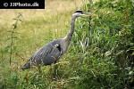 ardea cinerea grey heron ardea cinerea grey heron