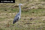 ardea cinerea grey heron ardea cinerea grey heron