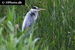 ardea cinerea grey heron ardea cinerea grey heron