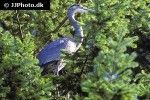 ardea herodias great blue heron ardea herodias great blue heron