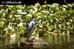 ardea herodias great blue heron ardea herodias great blue heron