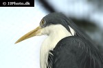 ardea picata pied heron ardea picata pied heron