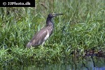 ardeola grayii indian pond heron ardeola grayii indian pond heron