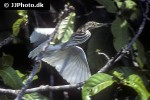 ardeola grayii indian pond heron ardeola grayii indian pond heron