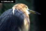 ardeola speciosa javan pond heron ardeola speciosa javan pond heron