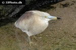 ardeola speciosa javan pond heron ardeola speciosa javan pond heron