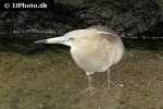 ardeola speciosa javan pond heron ardeola speciosa javan pond heron