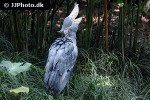 balaeniceps rex shoebill balaeniceps rex shoebill