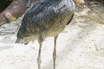 balaeniceps rex shoebill balaeniceps rex shoebill