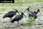 bostrychia hagedash hadeda ibis bostrychia hagedash hadeda ibis
