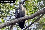 bostrychia hagedash hadeda ibis bostrychia hagedash hadeda ibis
