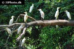 bubulcus ibis cattle egret bubulcus ibis cattle egret