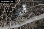 butorides striata striated heron butorides striata striated heron