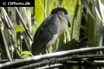 cochlearius cochlearius boat billed heron cochlearius cochlearius boat billed heron