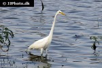 egretta alba great egret egretta alba great egret