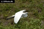 egretta alba great egret egretta alba great egret