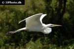egretta alba great egret egretta alba great egret