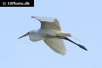 egretta alba great egret egretta alba great egret