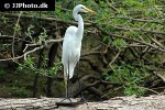 egretta alba great egret egretta alba great egret