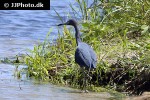 egretta caerulea little blue heron egretta caerulea little blue heron