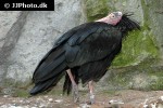 geronticus eremita northern bald ibis geronticus eremita northern bald ibis