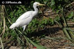 mesophoyx intermedia median egret mesophoyx intermedia median egret