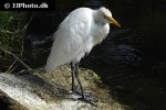 mesophoyx intermedia median egret mesophoyx intermedia median egret