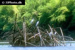 mesophoyx intermedia median egret mesophoyx intermedia median egret