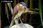 nycticorax caledonicus nankeen night heron nycticorax caledonicus nankeen night heron